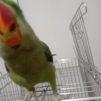 شاه طوطی نر