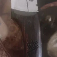 چاقو سلاخی (تیغه ضد زنگ)