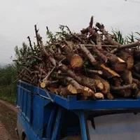 خرید انواع چوب باغی و ساختمانی|خدمات باغبانی و درختکاری|علی‌آباد کتول, |دیوار