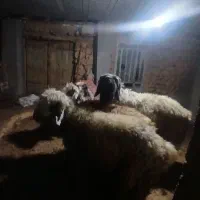 قوچ بختیاری میش رون .وسه راس میش داشتی جوان|حیوانات مزرعه|کامفیروز, |دیوار