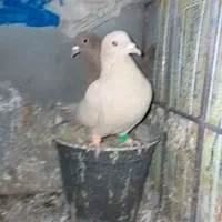 چند جفت جوجه کشی|پرنده|قائن, |دیوار