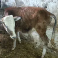 گاو گوساله نر