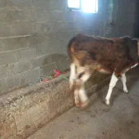 فروش یک راس طلم|حیوانات مزرعه|نوشهر, |دیوار