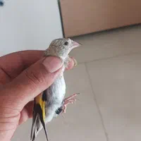 جوجه سهره مهاباد|پرنده|اصفهان, پزوه|دیوار