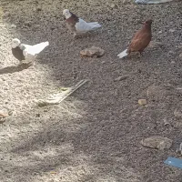 زرد گلی طوقی|حیوانات مزرعه|کرمان, |دیوار