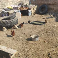 مرغ تمگذار|حیوانات مزرعه|فلاورجان, |دیوار