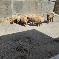 یازده میش سالم و درجه یک|حیوانات مزرعه|کرمانشاه, |دیوار
