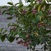 باغچه ۲۰۰۰متری در دزفول مسافت ۲دقیقه تا دزفول