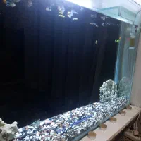 اکواریوم|ماهی|فردیس, ثابتی|دیوار