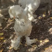 تخم نطفه دار سلطان  عثمانی|حیوانات مزرعه|تبریز, |دیوار