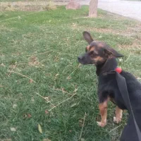 سگ نژاد شیوا|سگ|مشهد, شهید قربانی|دیوار