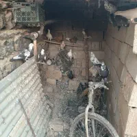 پرنده
