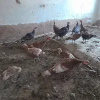 جهت آشنایی با این شماره تماس بگیرید|پرنده|تاکستان, |دیوار