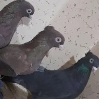 کبوتر|پرنده|گندمان, |دیوار