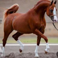 تعلیم تربیت اسب