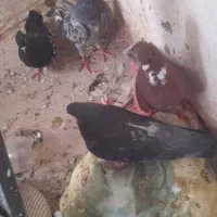 کفتر|پرنده|مشهد, کوی سیدی|دیوار