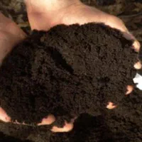 کودآلی ورمی‌کمپوست‌ جایگزین‌ کودهای حیوانی