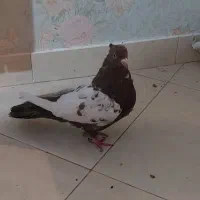 کبوتر حراجی