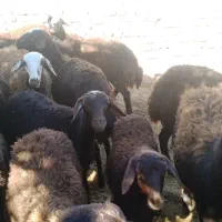 بره نروماده افشاری قزل|حیوانات مزرعه|گیان, |دیوار