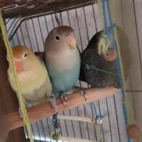 طوطی برزیلی جفت|پرنده|ری, فیروزآبادی|دیوار