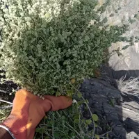 آویشـن اعلا کهنوجی.