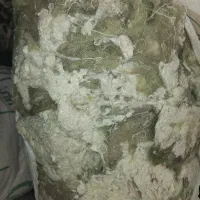 پنبه و الیاف