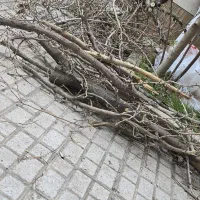 شاخه درخت توت