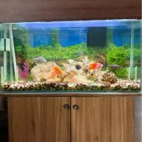 آکواریوم با ماهی و تجهیزات کامل قیمت فوق العاده