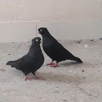 زاغ
