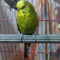 تعدادی مرغ عشق مولد