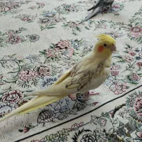 عروس هلندی|پرنده|سقز, |دیوار