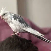 گمشده
