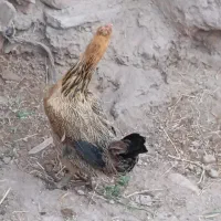 تخم مرغی|عمده‌فروشی|بم, |دیوار