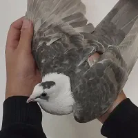 کلاغ کربلایی ماده هفت‌رنگ وسرخ