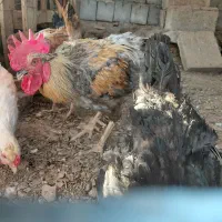مرغ تخم گذاروجوجه