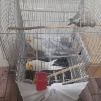 دو عدد عروس دو ماهه به فروش می‌رسد|پرنده|میاندوآب, |دیوار