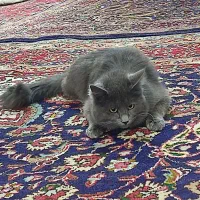 واگذاری گربه نر
