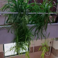 گل و گیاه|گل و گیاه طبیعی|ابهر, |دیوار