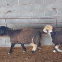 ۳۰ راس بره|حیوانات مزرعه|جم, |دیوار