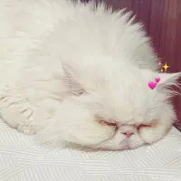 گربه نژاد پرشین