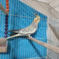 یک جفت عروس هلندی|پرنده|مشهد, شهید معقول|دیوار