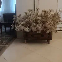 شکوفه‌های بهاری در حدنو