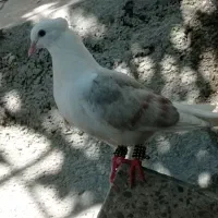 کبوتر خوشونه