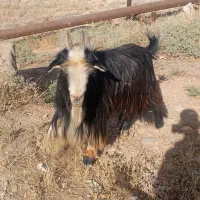 دوبور|حیوانات مزرعه|مسجد سلیمان, |دیوار