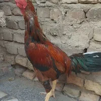 مرغ وا خروس لاری