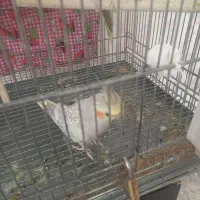 پرنده گلباقالی باهوش|پرنده|الوند, |دیوار