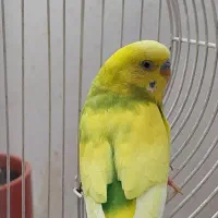 مرغ عشق مولد با چهارتا جوجه