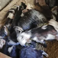 کهره نر و ماده