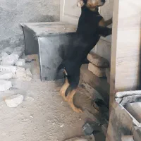 واگذاری سگ|سگ|مشهد, رباط طرق|دیوار