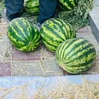 هندوانه شیش کیلو به بالا